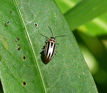 Pennsylvania flea beetle on smartweed.