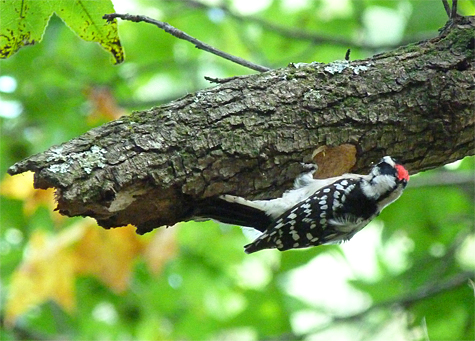 This downy woodpecker is digging a hole in the underside of this sweetgum branch, a winter roost for the bird.