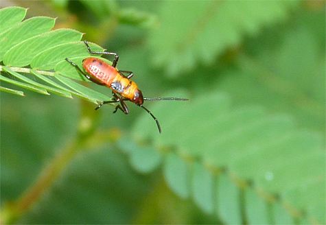 A large milkweed bug nymph on partridge pea leaf. 