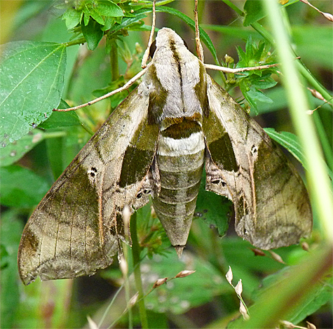 Pandora's sphinx moth.
