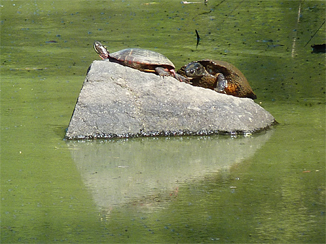A painted turtle and what looks like a yellow-bellied slider enjoy the cooler weather of September.