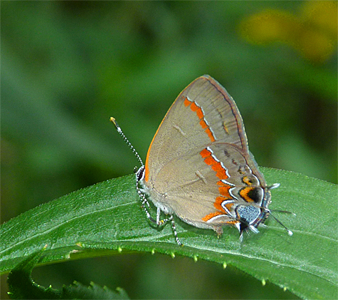 Red-banded hairstreak (Calycopis cecrops).