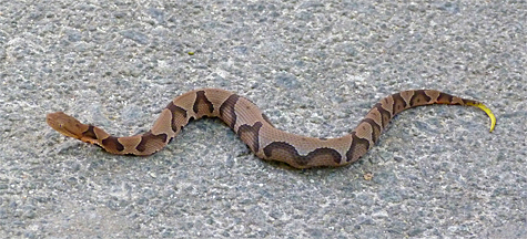 A young copperhead in its first year of life.