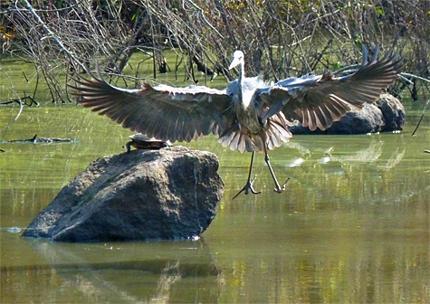 Coming in for a landing by its favorite fishing hole next to a prominent landmark in the Wetlands.