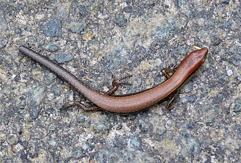 A tailless skink.