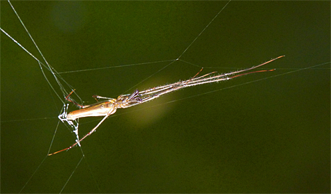 A long-jawed spider stretched out to its fullest next to the Wetlands Overlook.