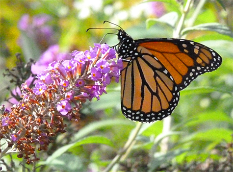 Monarch butterfly (male).