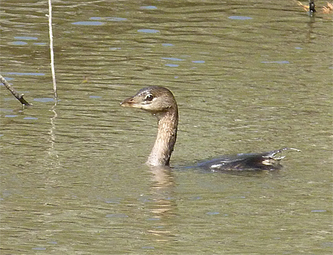 Juveniles and winter adults lack the black ring around the bill.