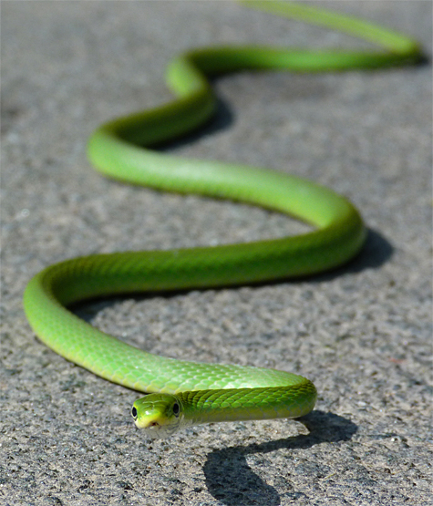 Once a year is about normal when it comes to .green snake encounters