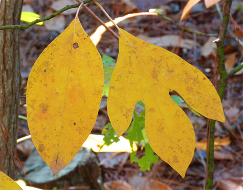 Two of three leaf types on sassafras, path leading from Loblolly Park.