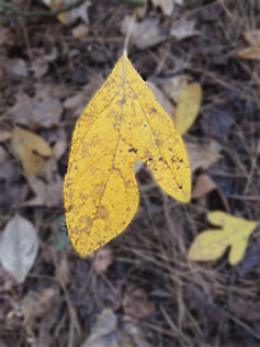 Sassafras, the theird leaf form (mitten), path leading from Loblolly Park. 