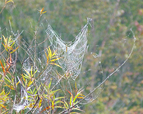 Weighted down with mist this drooping web was just of the Main Wetlands Overlook.