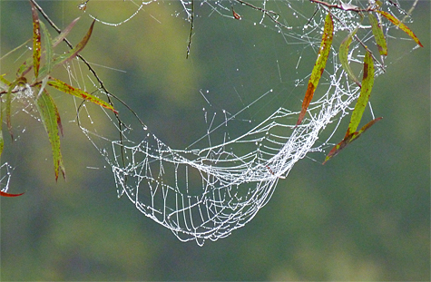 A closer look at the bottom web in the above photo.