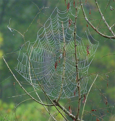 A black willow was host to this web.