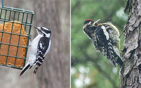 Downy woodpecker left, sapsucker right. Note the white mark on the wing of the sapsucker.