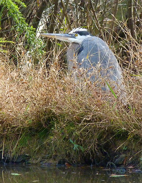 A great blue heron huddles up against the cold.