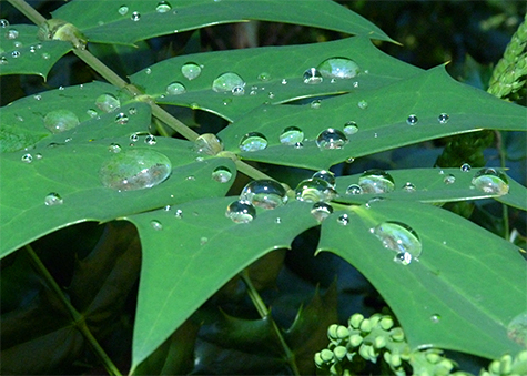 On the Dino Trail Mahonia's thick leaves bead up rain drops.