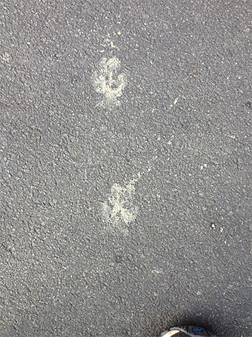 Tracks on the pavement.