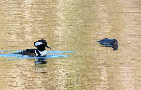The male swims about the female in a zig-zag circle.