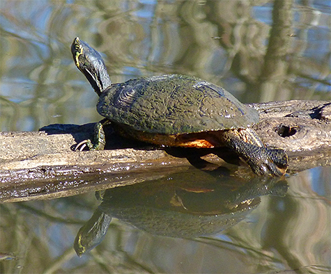 A male yellow-bellied slider taking in the sunshine.