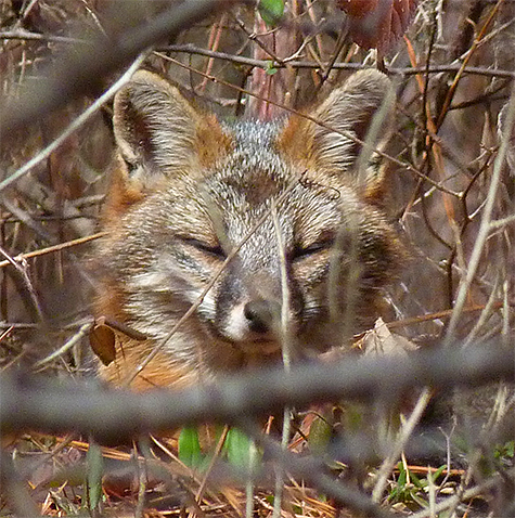 Gray Fox napping in Explore the Wild.