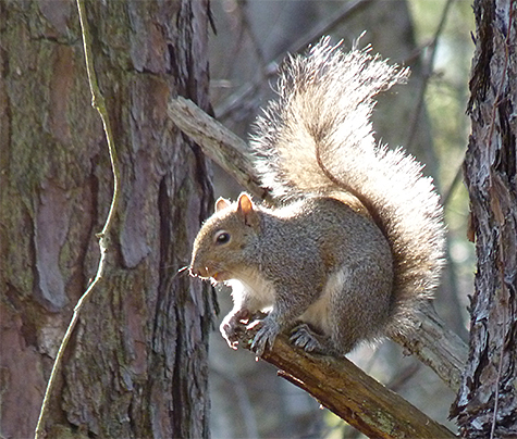 An eastern squirrel watches as I pass by.