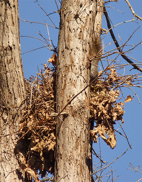 This nest also seems to be coming apart. Squirrel can be seen on right trunk just above nest.