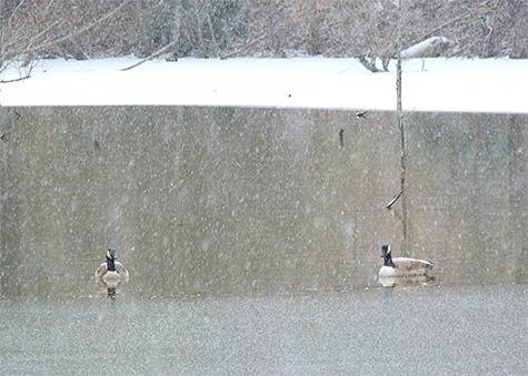 The two Canada geese take advantage of the open water in the Wetlands..