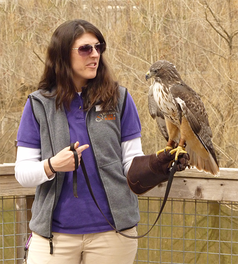 Courtney (formerly Education) and Misha the red-tailed hawk on the boardwalk overlooking the Wetlands.