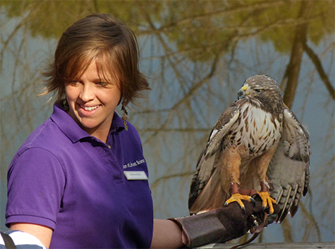 Meredith (formerly, Education) with Misha the red-tailed hawk in Explore the Wild.