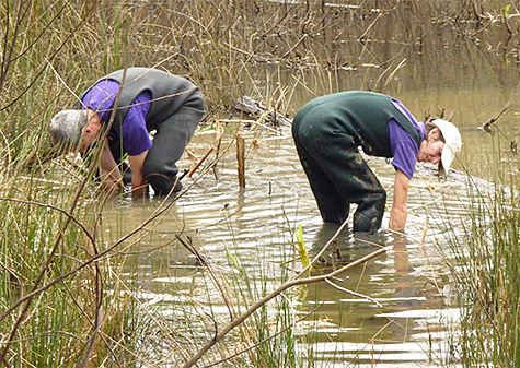 Robin (right - formerly, Butterfly House) and Uli (Butterfly House) pulling lotus plants from the Wetlands.