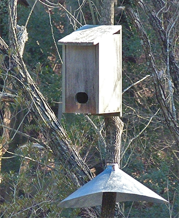 Notice anything odd about this nest box?