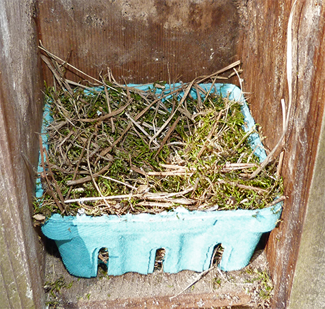 Moss topped off with grass and pine needles. Will bluebirds finish off this nest and lay eggs or will the chickadee be the master of this nest (3/31/15).