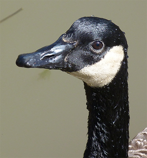 One of the resident Canada geese looking up at me from the Wetlands Overlook.