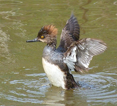 Here, one of the young males stretches its wings.