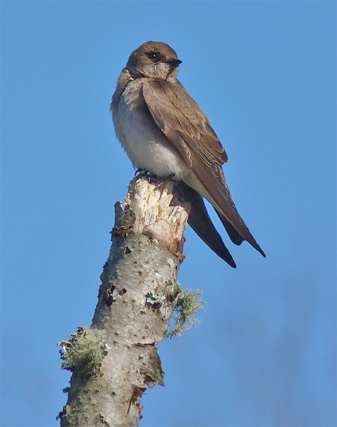 Northern rough-winged swallow (3/26/14).