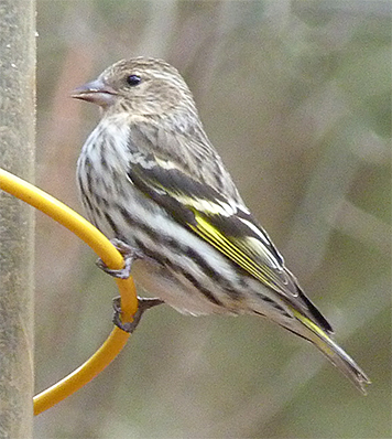 Both wing and tail markings can be seen on this individual.