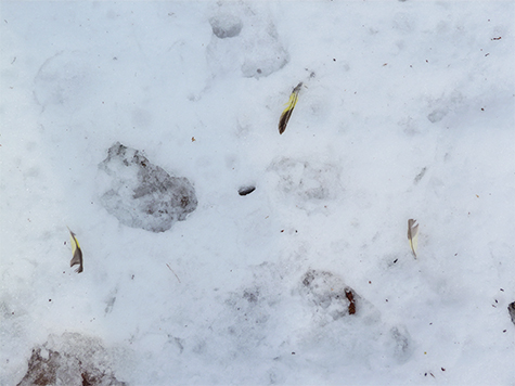 A careful look will reveal three feathers on the snow.