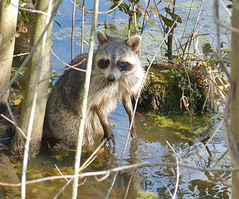 Raccoon searching for frogs, tadpoles... (3/17/15).