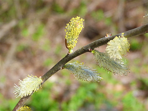 Silky Willow flowers (3/26/15).