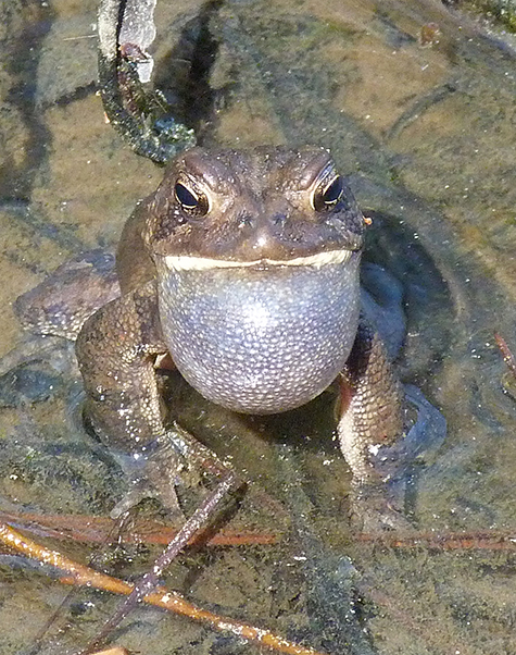 With gular sac fully inflated, this toad calls for a mate.