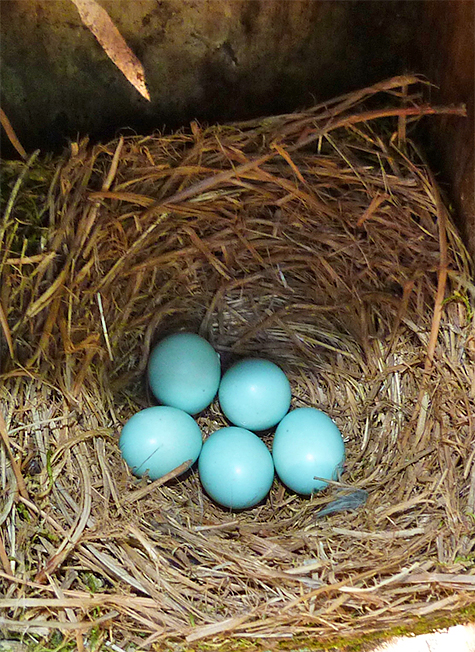 Five bluebird eggs at Amphimeadow (4/28/15).
