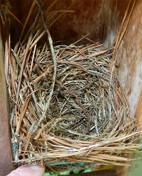Twigs in a nest usually means a house wren was in the area (Picnic Dome - 4/21/15).