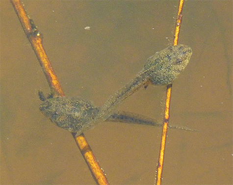 A closer look at two of the bullfrog tadpoles.