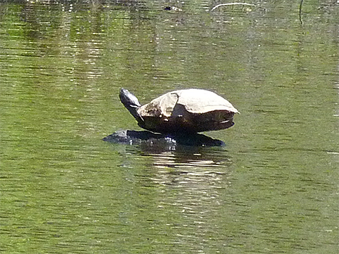 It was a relief to see this turtle balancing on a rock in the Wetlands.