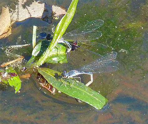 Two fragile forestial female oviposit amongst the smartweed of the Wetlands.