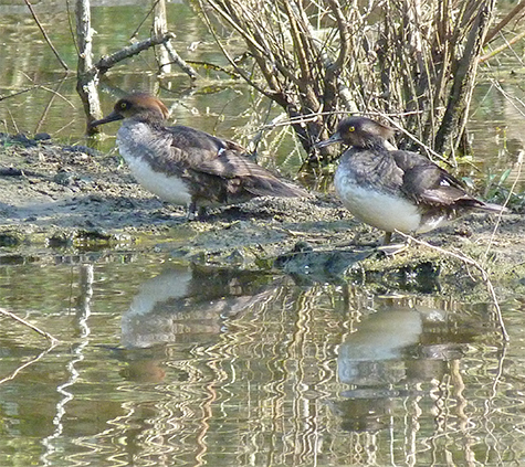Two late, immature male hooded mergansers.