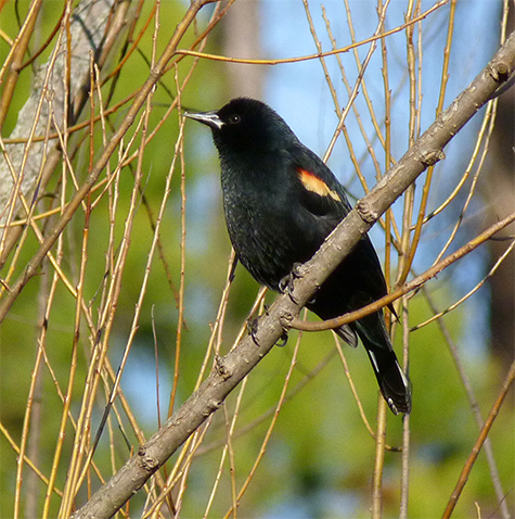 A male red-winged blackbird making after a long absence (4/1/15).