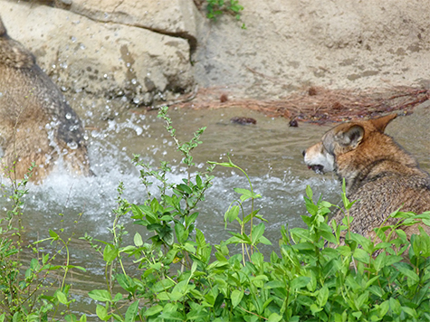Both wolves (female on left) splashing about.
