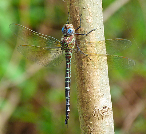 A swamp darner perched for me along the path in Explore the Wild.